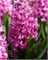 Гиацинт Pink Pearl 20260010