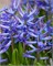 Гиацинт Multiflora Blauw / Blue 20260017