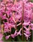 Гиацинт Multiflora Roze / Pink 20260018