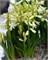 Гиацинт Multiflora Wit / White 20260019