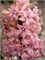 Гиацинт Double Roze / Pink 20260021