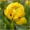 Тюльпан Yellow Pomponette 20260069