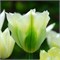 Тюльпан Spring Green 20260216