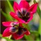 Тюльпан Little Beauty 20260266