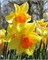 Нарцисс Brackenhurst 20260290