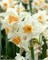 Нарцисс Kapiti Peach 20260325