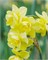 Нарцисс Yellow Cheerfulness 20260327