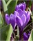 Крокус Flower Record 20260385