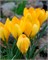 Крокус Golden Yellow 20260386