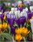 Крокус Grootbloemig/ Large flowering Mix 20260391