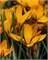 Крокус Orange Monarch 20260401