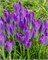 Крокус tommasinianus Barr's Purple 20260405