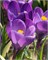 Крокус tommasinianus Ruby Giant 20260406