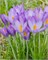 Крокус tommasinianus Whitewell Purple 20260407