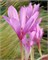 Колхикум Giant 20260416