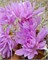 Колхикум Waterlily 20260417