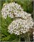 Лук декоративный nigrum (multibulbosum) 20260426