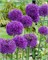 Лук декоративный Purple Sensation 20260428