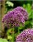 Лук декоративный Violet Beauty 20260431