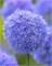 Лук декоративный caeruleum 20260448