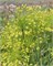 Лук декоративный convallarioides Yellow 20260453