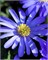 Ветреница blanda Blue Shades 20260467