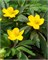 Ветреница ranunculoides 20260472