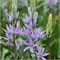 Камассия leichtlinii Caerulea 20260482