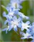 Хионодокса forbesii Blue Giant 20260487