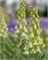 Рябчик persica Ivory Bells 20260509