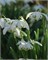 Подснежник nivalis Flore Pleno 20260516
