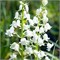 Гиацинтоидес hispanica Wit/ White 20260521