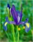 Ирис Blue Magic 20260525