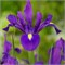 Ирис Purple Sensation 20260528