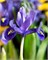 Ирис reticulata Harmony 20260535