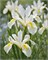 Ирис reticulata Louise 20260537