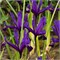 Ирис reticulata Pauline 20260539