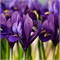 Ирис reticulata Pixie 20260540