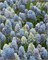 Мускари armeniacum Nature's Beauty 20260542