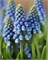 Мускари aucheri Blue Magic 20260545