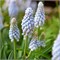 Мускари Babys Breath 20260549