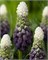 Мускари latifolium Grape Ice 20260556