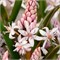 Сцилла bifolia Rosea 20260561