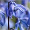 Сцилла siberica Spring Beauty 20260566