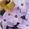 Ифейон uniflorum Wisley Blue 20260583