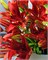 Лилия Rood/ Red 20260596