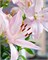 Лилия Roze/ Pink 20260597