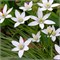 Птицемлечник umbellatum 20260603