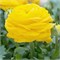Ранункулюс Geel/ Yellow 20260608