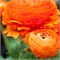 Ранункулюс Oranje/ Orange 20260609